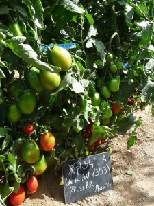 Programa de recuperación de cultivos tradicionales de tomate en la EPSO en AIRE LIBRE 