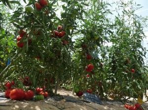 Programa de recuperación de cultivos tradicionales de tomate en la EPSO en AIRE LIBRE 