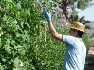 Programa de recuperación de cultivos tradicionales de tomate en la EPSO en AIRE LIBRE 