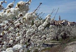 Cerezos en flor Es tiempo de cerezos en flor en el sureste español... en AIRE LIBRE