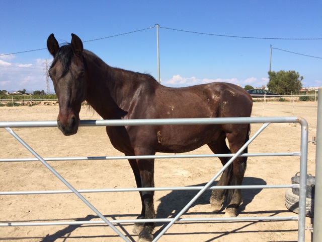 Refugio de caballos lanza una campaña urgente de recaudación de fondos en MEDIO AMBIENTE 