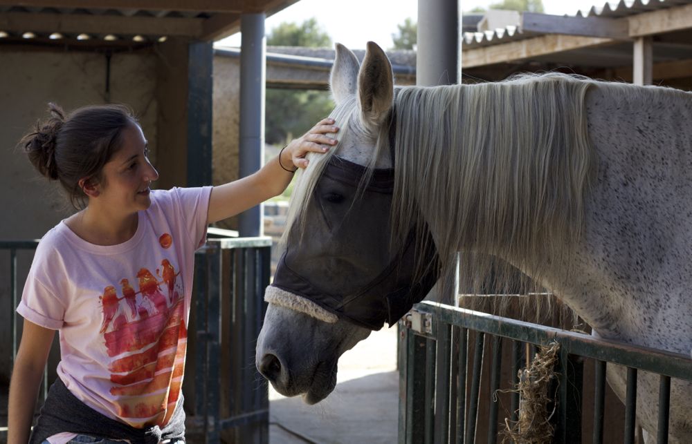 Arte solidario con caballos abandonados en PINTURA 