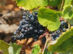 El vino: arqueología, historia y humanidad, desde Alicante al mundo